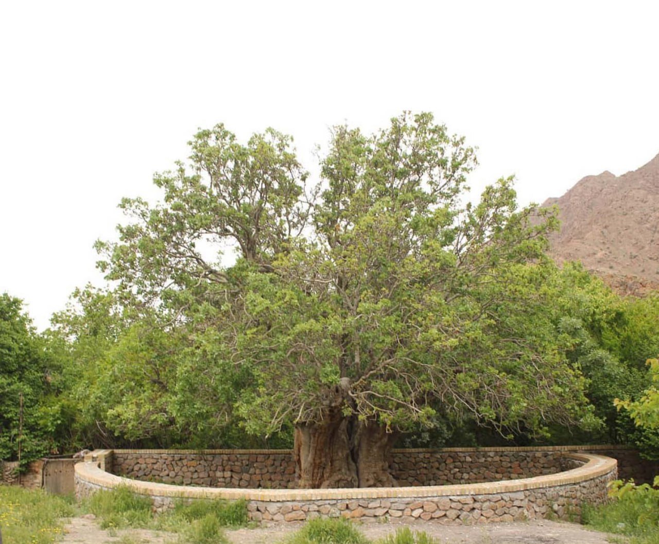 عکس | درخت کمتر دیده شده پسته هزار ساله در رفسنجان