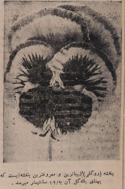 چطور یک باغبان فرنگی تهران را گل‌دوست کرد؟