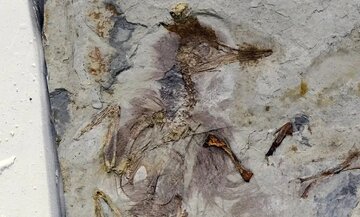 این پرنده با بیش از ۸۰۰ سنگ در گلویش خفه شده / عکس