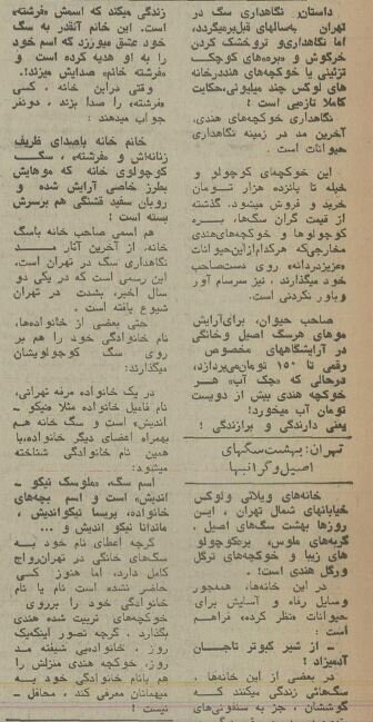 ۵۰ سال پیش سگ‌های خانگی تهران چه وضعی داشتند؟ + عکس