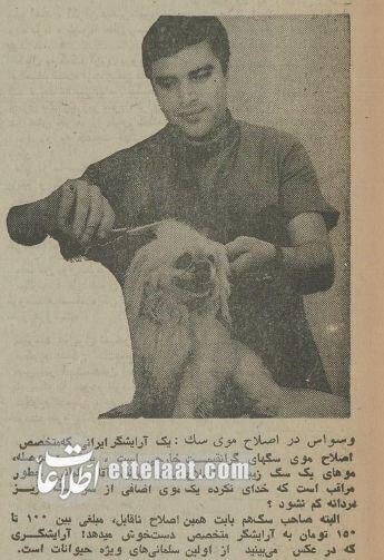 ۵۰ سال پیش سگ‌های خانگی تهران چه وضعی داشتند؟ + عکس