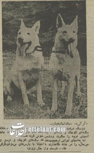 ۵۰ سال پیش سگهای خانگی تهران چه وضعی داشتند؟ + عکس