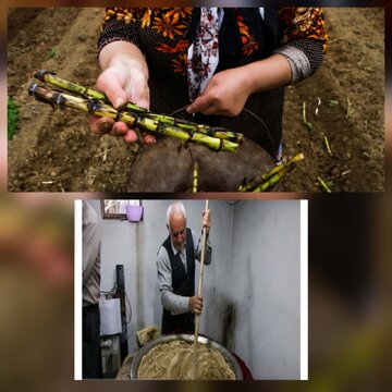 رئیس سازمان جهاد کشاورزی استان خبر داد:
شهرستان لنگرود قطب تولید نیشکر است