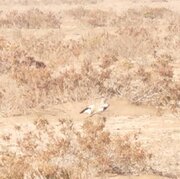 برای نخستین بار؛ ثبت و مشاهده چکاوک هدهدی در این استان/ عکس