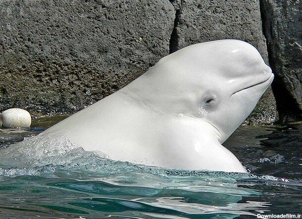 ببینید | اقدام پندآموز نهنگ بلوگا؛ خاموش کردن سیگار فرد بازدیدکننده!