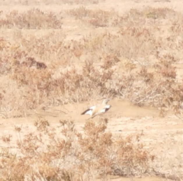 برای نخستین بار؛ ثبت و مشاهده چکاوک هدهدی در این استان/ عکس