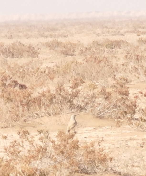 برای نخستین بار؛ ثبت و مشاهده چکاوک هدهدی در این استان/ عکس