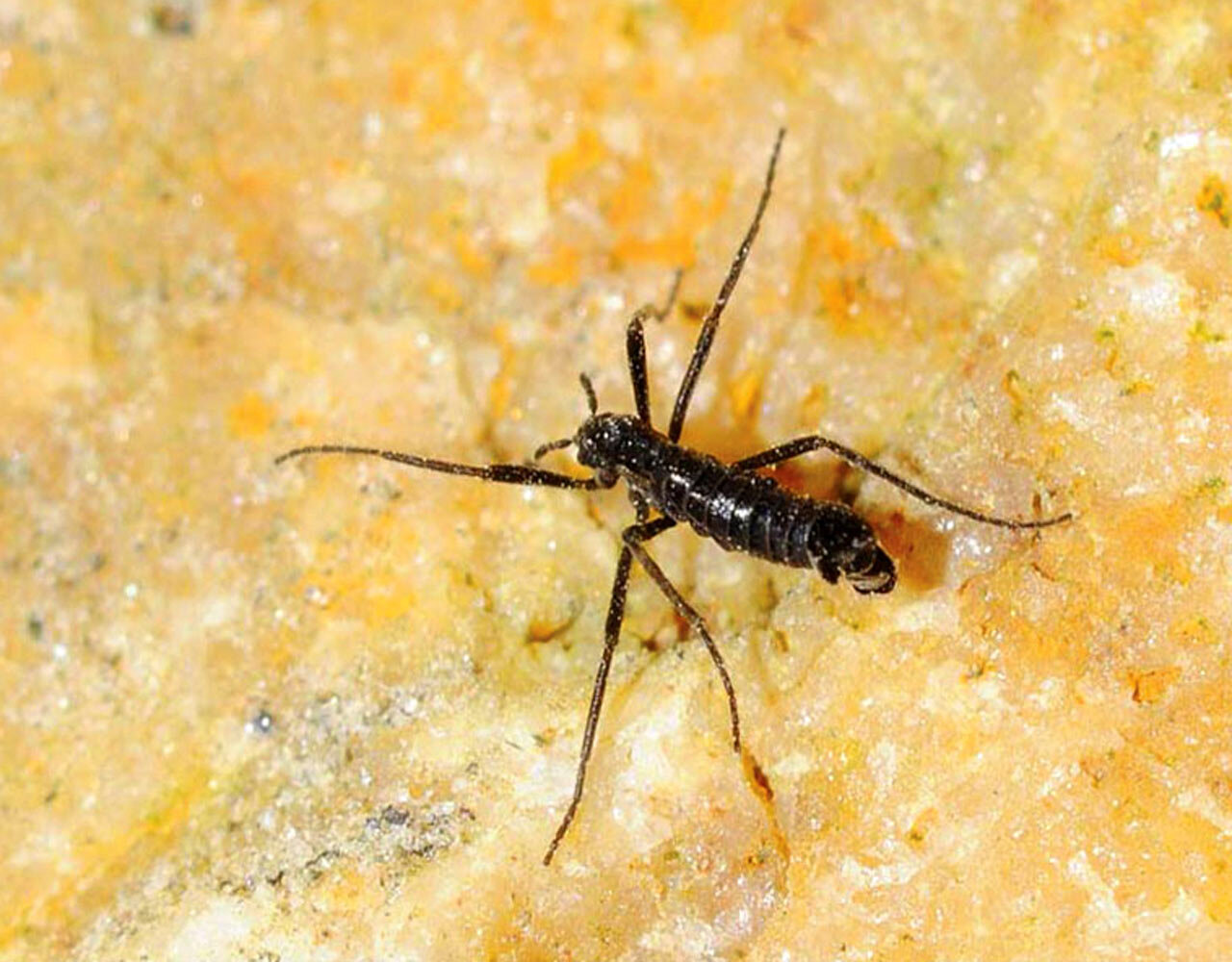 تنها حشره قطب جنوب پلاستیک می‌خورد / کشف تکان‌دهنده زنگ‌خطر را به صدا درآورد