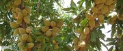 چگونه با هزینه کم یک باغ پرسود از نهال بادام داشته باشیم؟