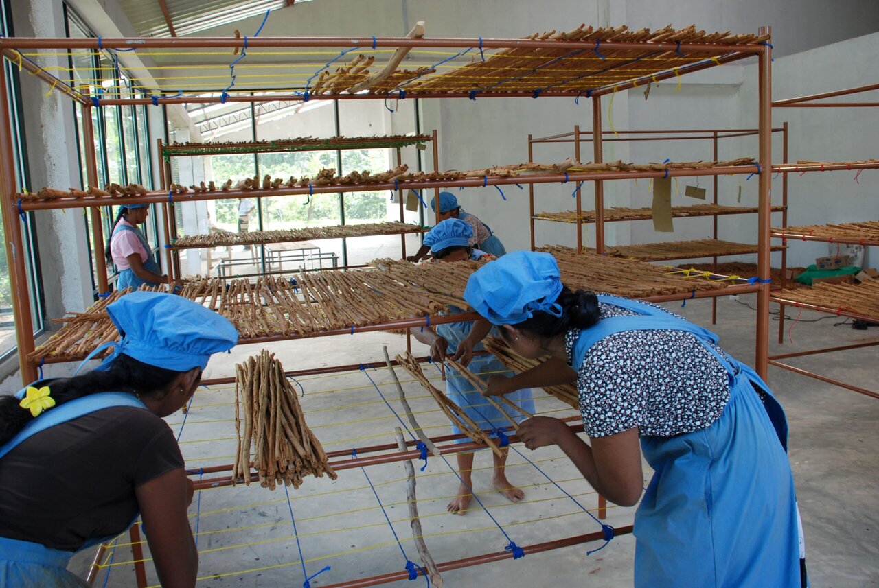 داستان ادویهای که جهان را تغییر داد / ادویهای که ۱۰۰ برابر گرانتر فروخته میشد