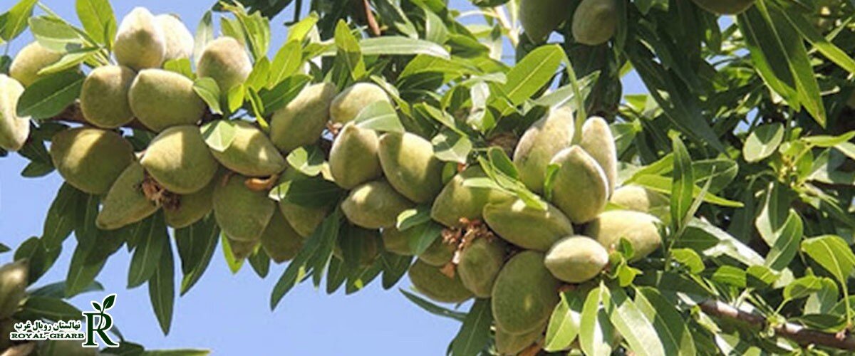 چرا نهالستان رویال غرب بهترین انتخاب برای خرید نهال بادام است؟