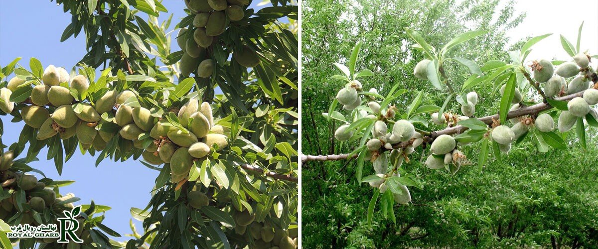 نکات مهم برای ایجاد یک باغ بادام کم‌هزینه و پرسود