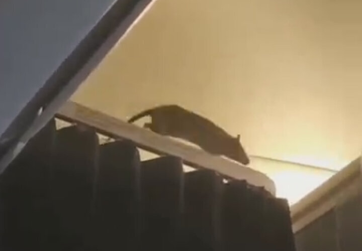 ببینید | ورود موش غول‌پیکر به هواپیمای مسافربری