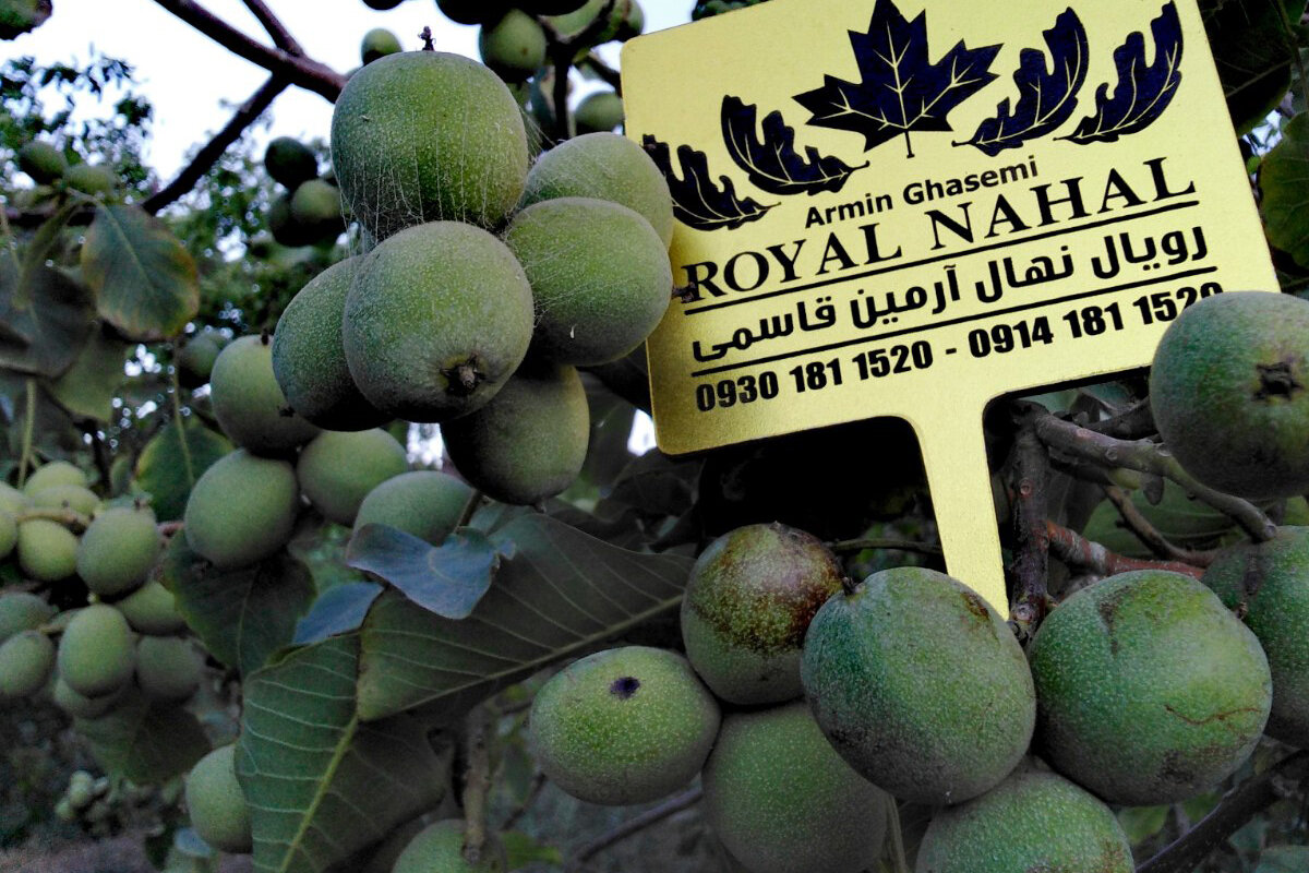 خرید نهال گردو