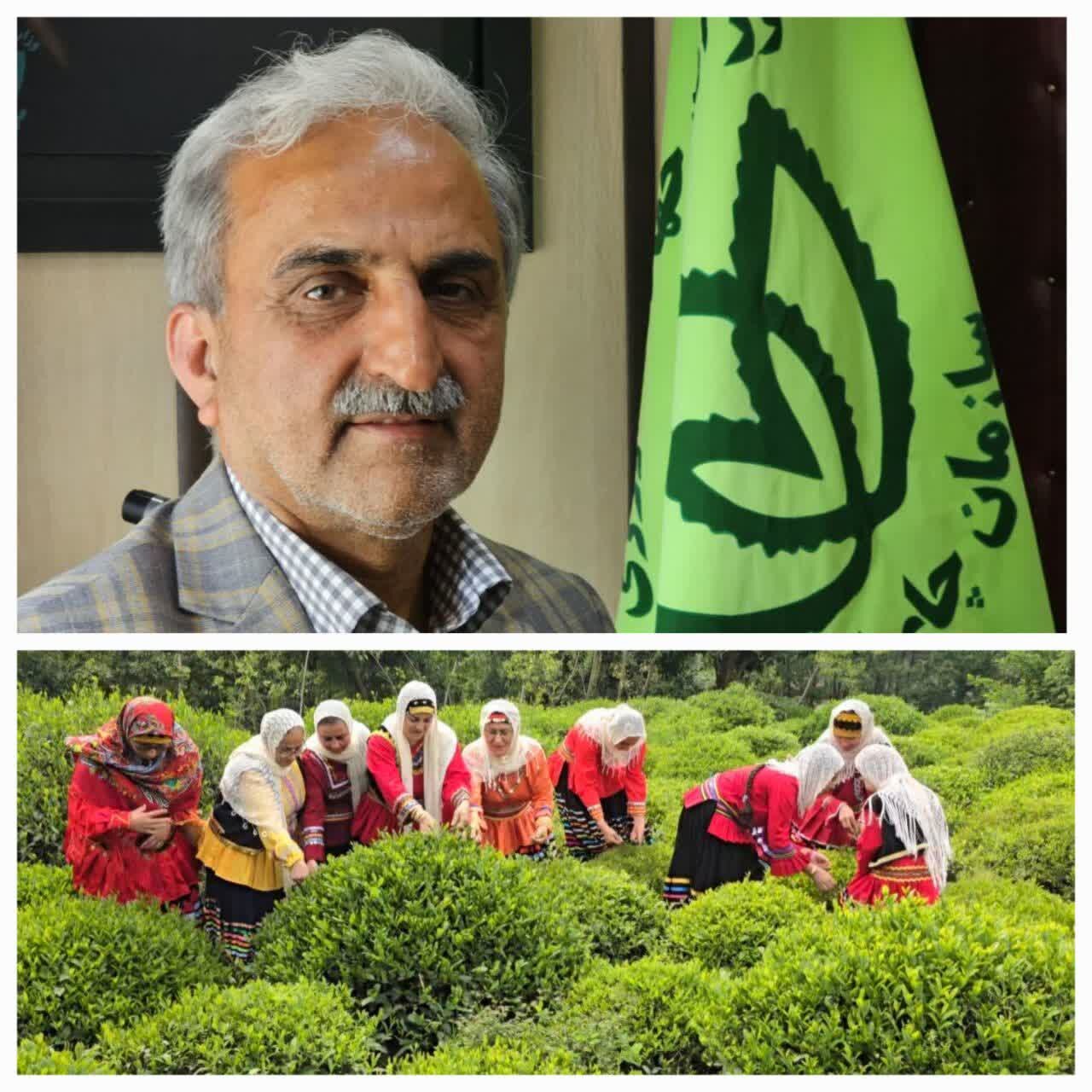 رئیس سازمان چای کشور: