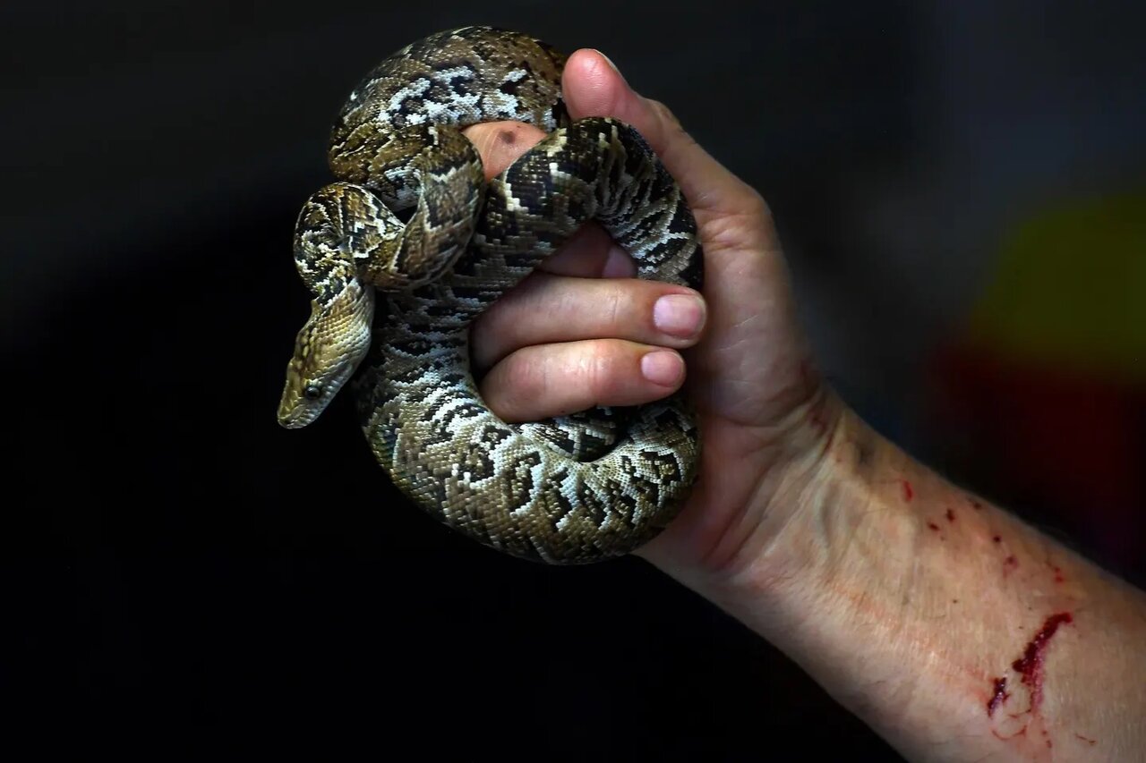 مارهای ترسناکی که مثل گرگ شکار میکنند / آنچه در غار کشف شد، جهان را شگفتزده کرد