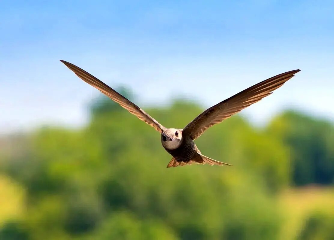 پرندهای که میتواند ۱۰ ماه بدون توقف در آسمان باقی بماند