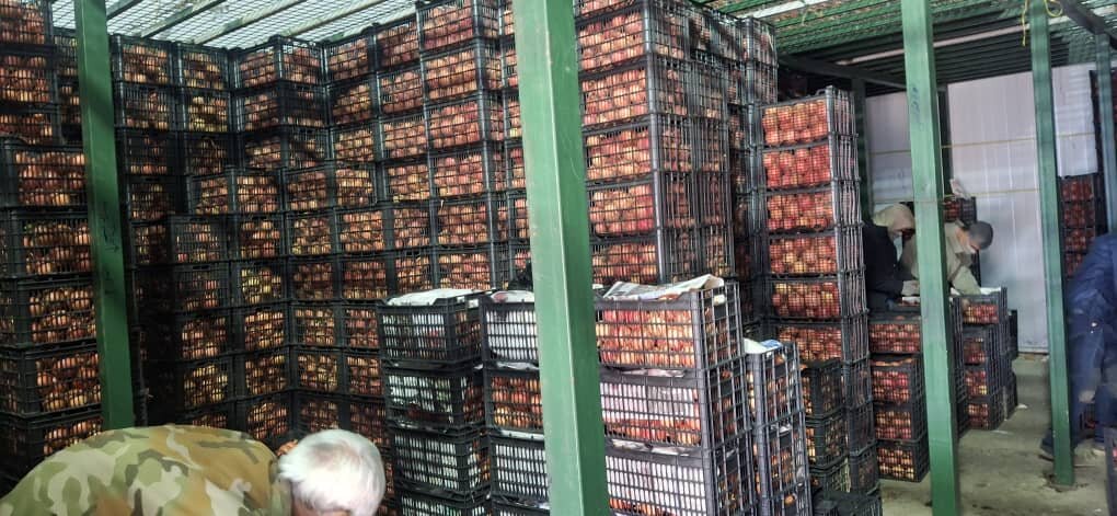 کاهش محسوس قیمت انار سیاب لرستان در آستانه شب یلدا