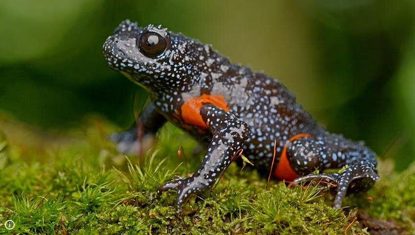 زیبایی قورباغه کار دستش داد / دلیل عجیب ناپدید شدن قورباغه‌های کهکشانی