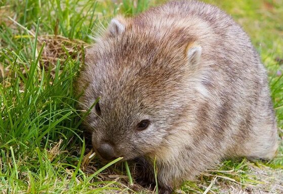 مدفوع به عنوان ابزاری برای ایجاد ارتباطات اجتماعی / معرفی یکی از شگفتانگیزترین موجودات روی زمین مدفوع به عنوان ابزاری برای ایجاد ارتباطات اجتماعی / معرفی یکی از شگفتانگیزترین موجودات روی زمین