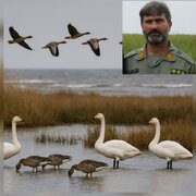 سرپرست اداره پارک ملی خشکی–دریایی بوجاق:
آغاز فصل زمستان‌گذرانی پرندگان در تالاب‌های گیلان