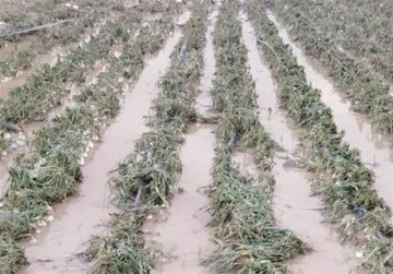 خسارت بارندگی به بخش کشاورزی هرمزگان