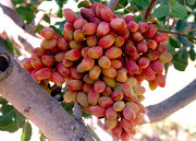 تولید نهال پسته اصلاح شده ویژه مناطق کم آب با ۸ تن باردهی