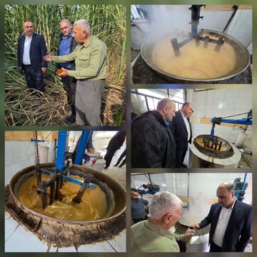 فرماندار لنگرود: لنگرود دارای ۷ هکتار سطح زیرکشت نیشکر است فرماندار لنگرود: لنگرود دارای ۷ هکتار سطح زیرکشت نیشکر است