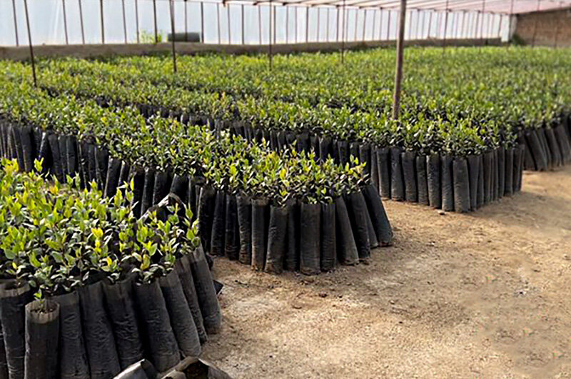 نهالستان پسته در مشهد