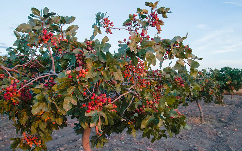 قیمت نهال پسته پربار