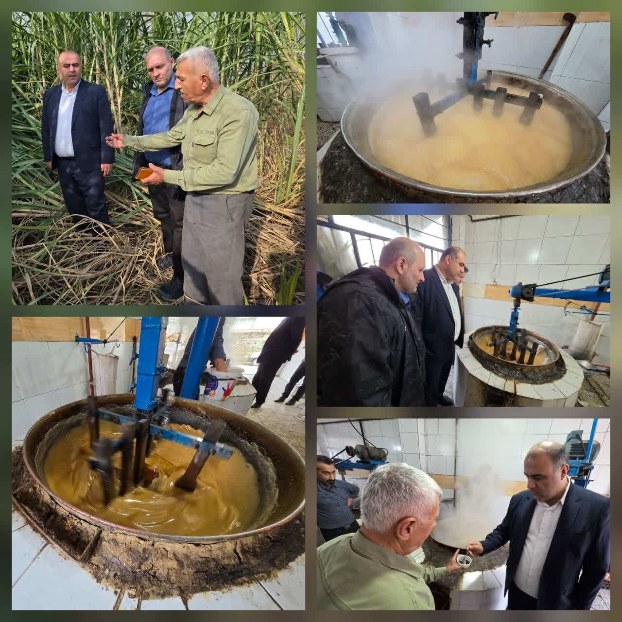 فرماندار لنگرود:لنگرود دارای ۷ هکتار سطح زیرکشت نیشکر است