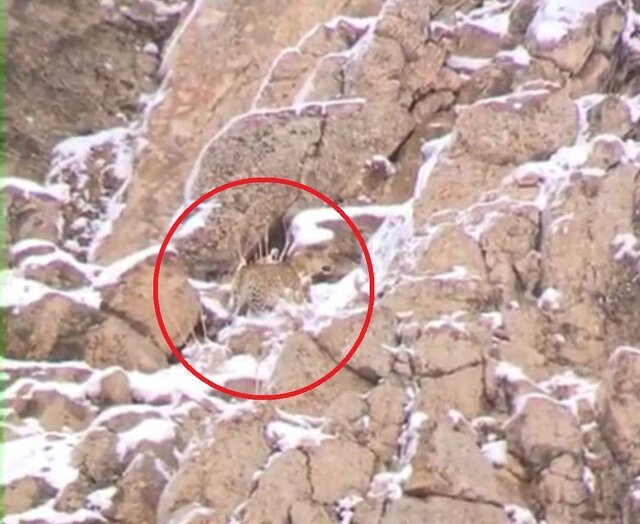 مشاهده یک قلاده پلنگ ایرانی در نزدیکی تهران/ عکس