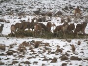 ببینید | غذارسانی به حیوانات در برف یک متری