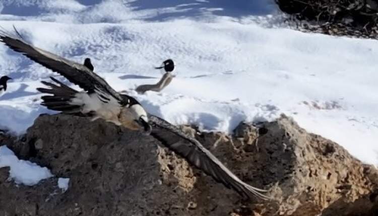 عکس | تصاویر تازه از همای سعادت در قیصری چهارمحالوبختیاری