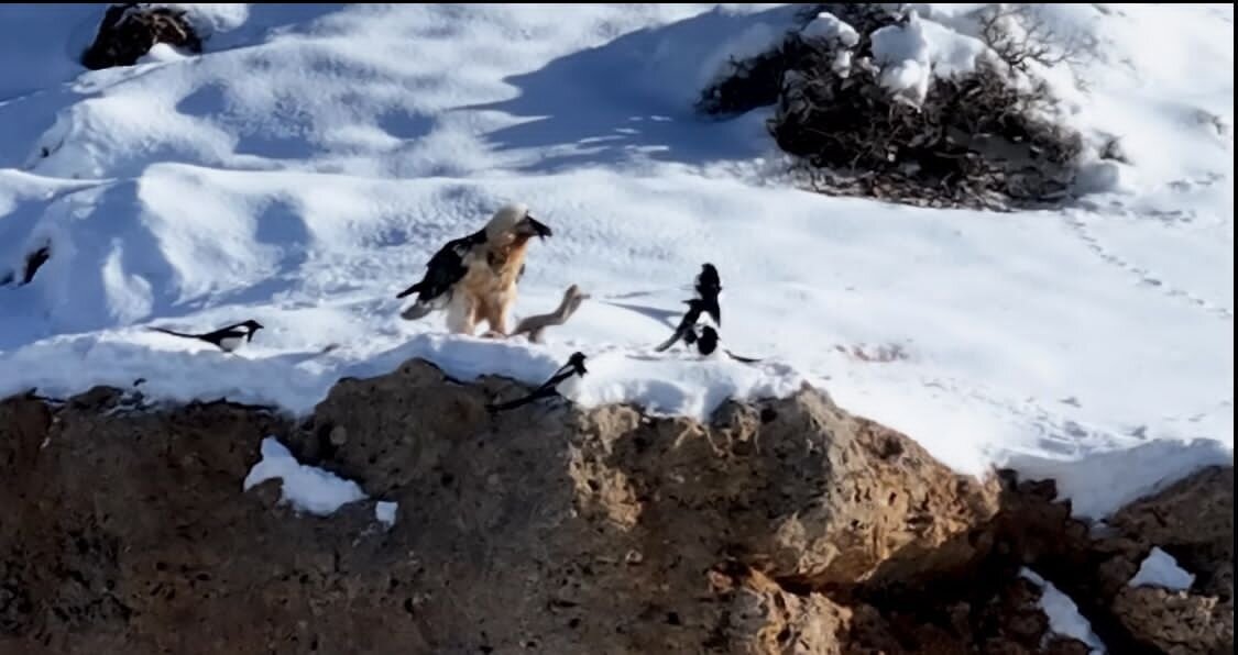 عکس | تصاویر تازه از همای سعادت در قیصری چهارمحال‌وبختیاری