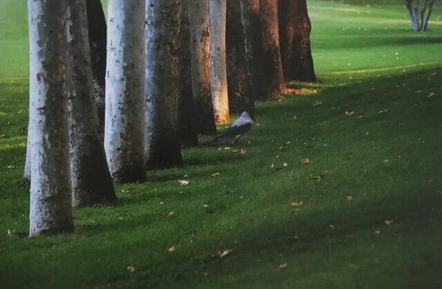 مجموعه عکسهای عباس کیارستمی