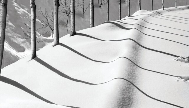 عکسی از عباس کیارستمی که در حراج فلیپس به فروش رسید. 