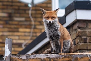 روباه‌ها در خیابان‌های تهران چه می‌خواهند؟/ شهرداری توضیح داد