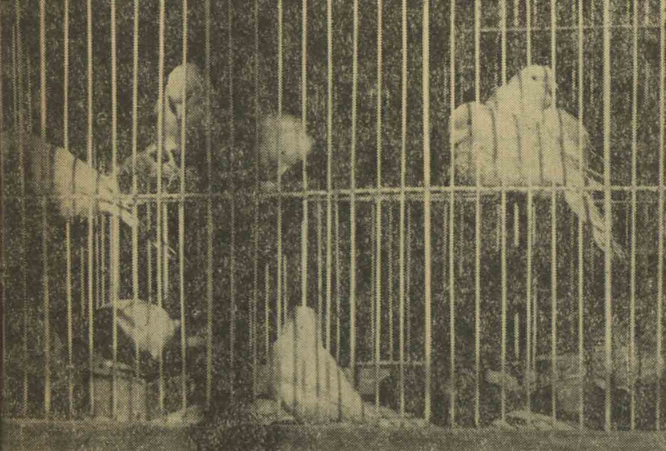 گفتوگو با اولین پرندهفروش تهران/ کبوتری داشتم که میخواستند آن را با یک ده ششدانگی عوض کنند ولی من حاضر نشدم