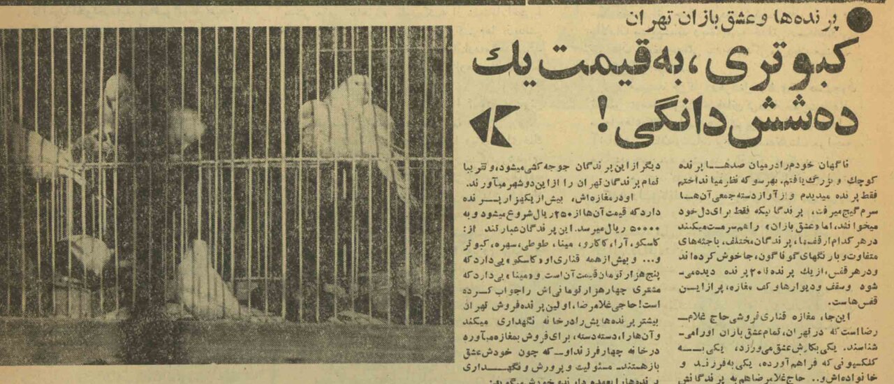 گفتوگو با اولین پرندهفروش تهران/ کبوتری داشتم که میخواستند آن را با یک ده ششدانگی عوض کنند ولی من حاضر نشدم