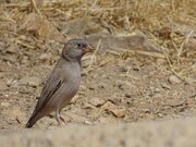 «سهره صورتی» برای اولین بار در قزوین ثبت شد