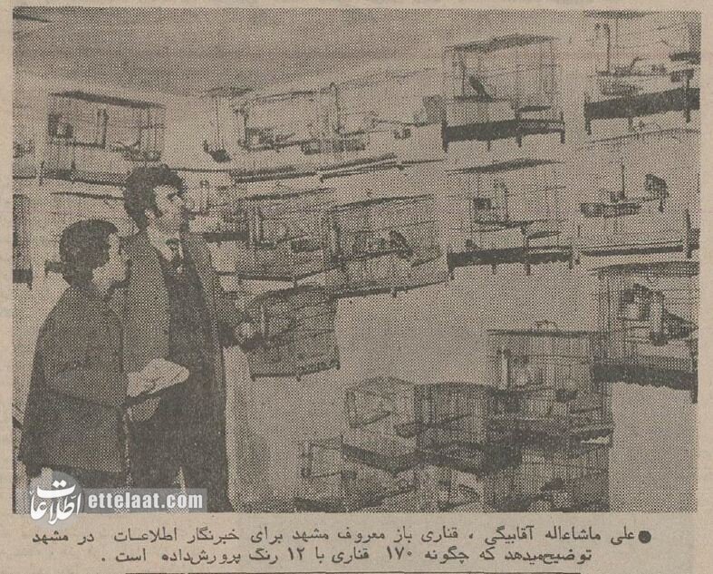 عکس‌ها و گزارش خواندنی از قناری‌بازان مشهور ایرانی در سال ۱۳۵۴