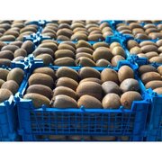 صادرات 60 هزار تنی کیوی و مرکبات مازندران به بازارهای جهانی