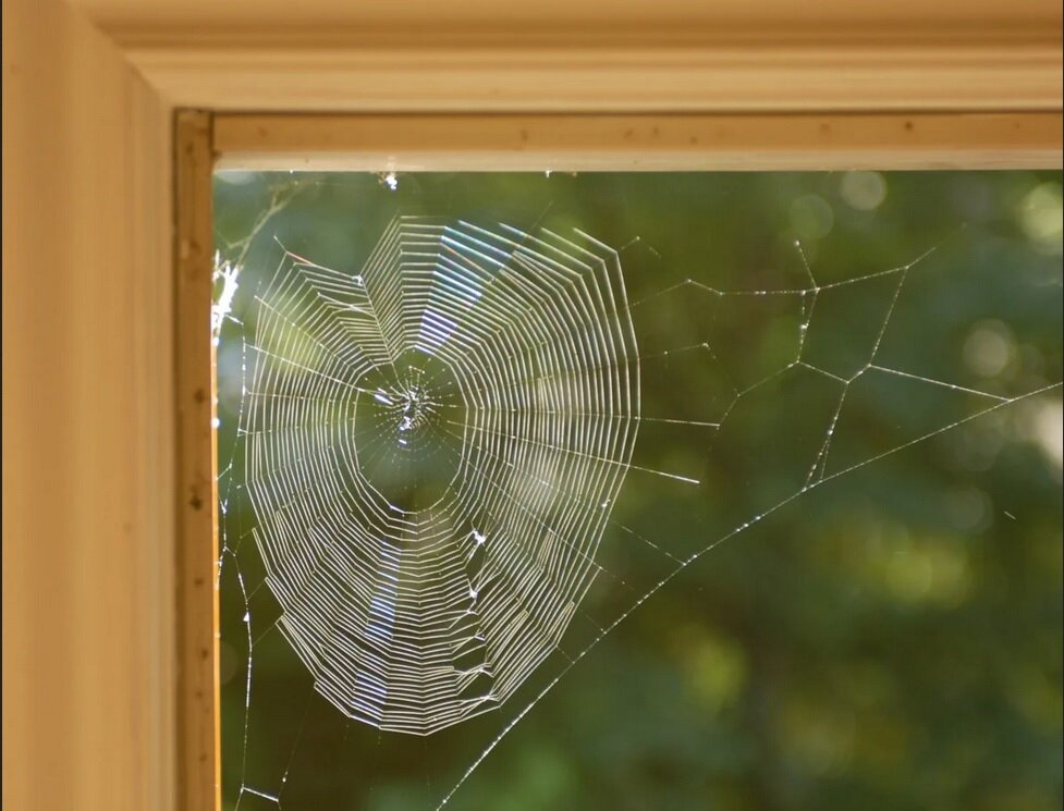 در هر اتاق خانه شما ۱۰ عنکبوت زندگی میکنند!