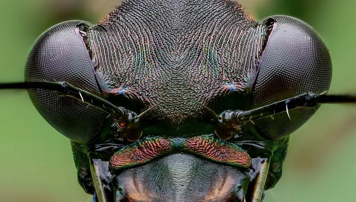 ماشین کشتار جنگل‌های بارانی با آرواره‌ای ترسناک و سرعتی باورنکردنی / عکس