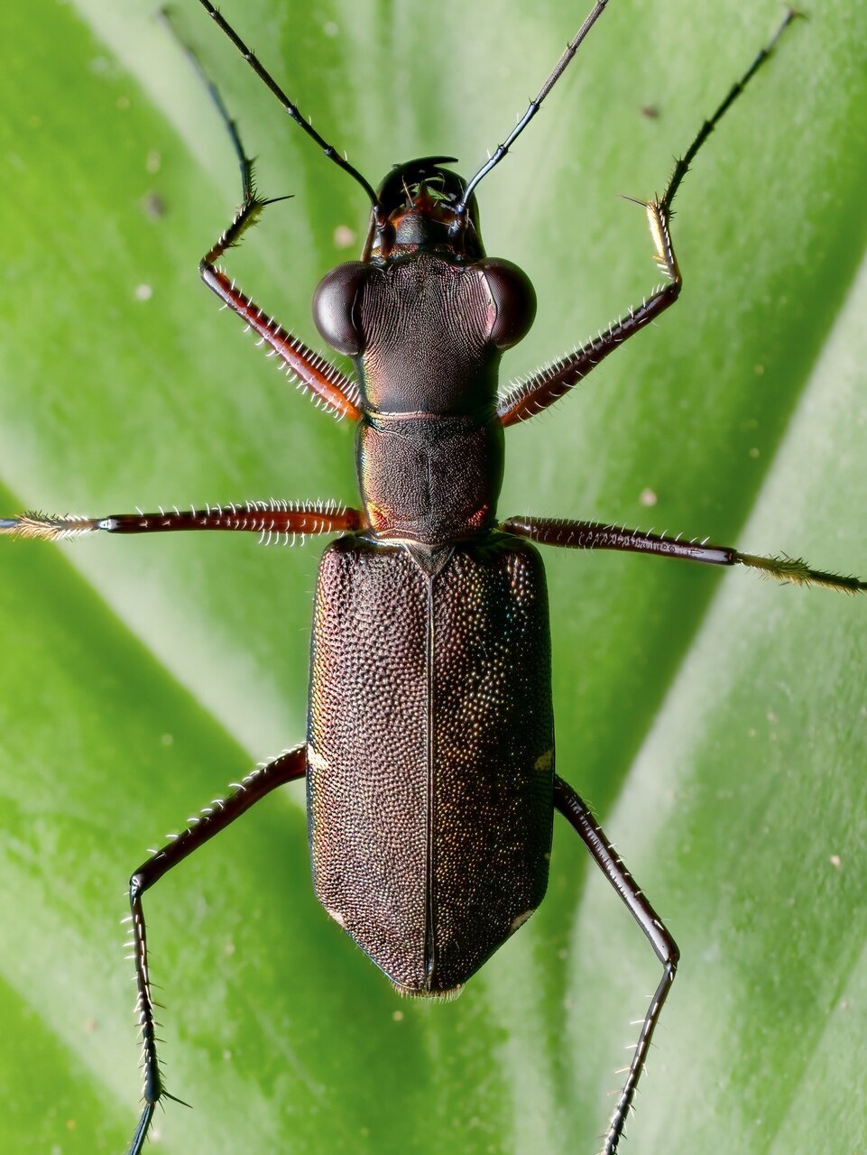 این شکارچی چنان سریع است که برای چند لحظه کور می شود! / عکس