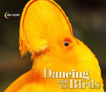 پخش «رقص با پرندگان» با کیفیت 4K