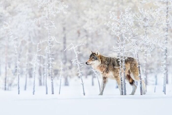 هشدار حفاظت محیط زیست اردبیل در خصوص خروج حیات وحش از زیستگاههای خود