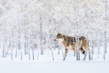 هشدار حفاظت محیط زیست اردبیل در خصوص خروج حیات وحش از زیستگاههای خود هشدار حفاظت محیط زیست اردبیل در خصوص خروج حیات وحش از زیستگاههای خود