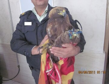 کشف یک عقاب در منزل مسکونی کشف یک عقاب در منزل مسکونی